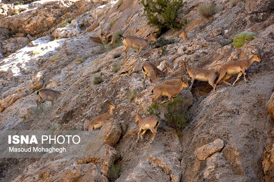 ماجرای مرگ ۱۶۰ قوچ و میش در پارک ملی گلستان