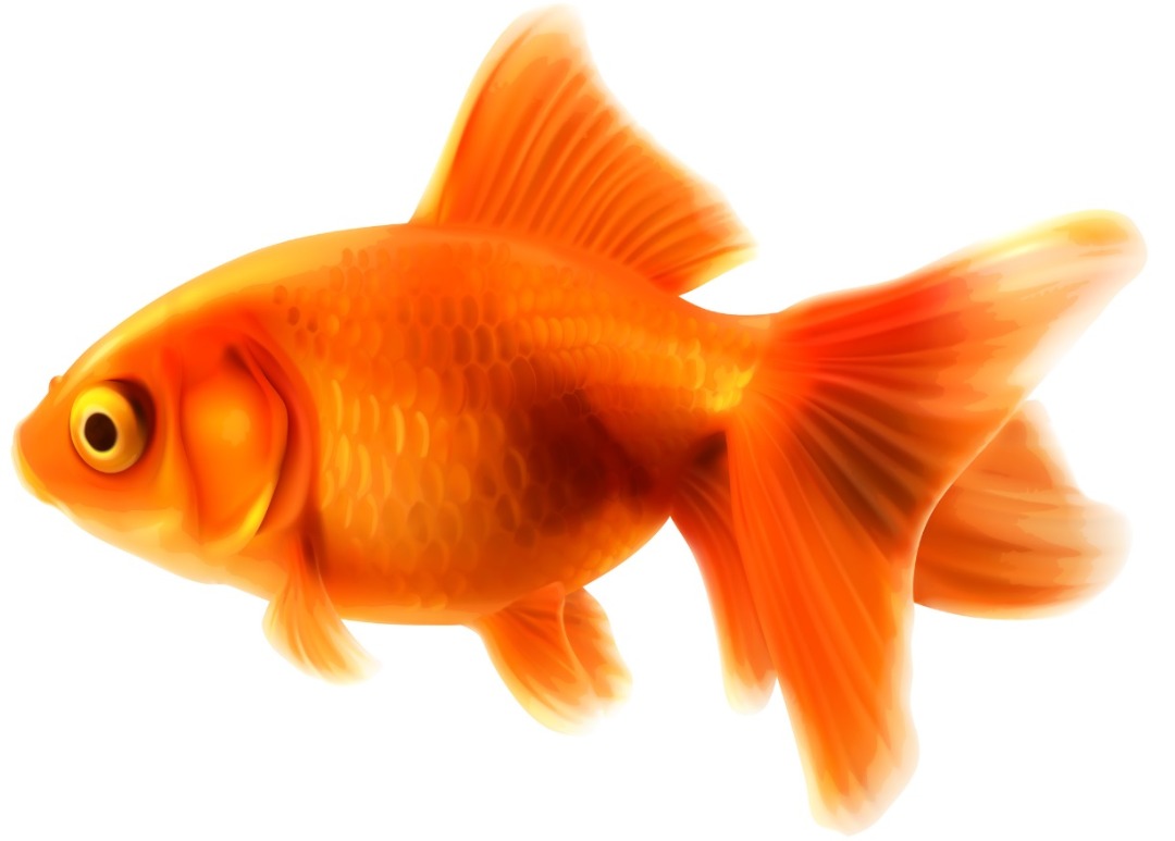 مردم با خیال راحت ماهی قرمز را برای سفره هفت سین بخرند