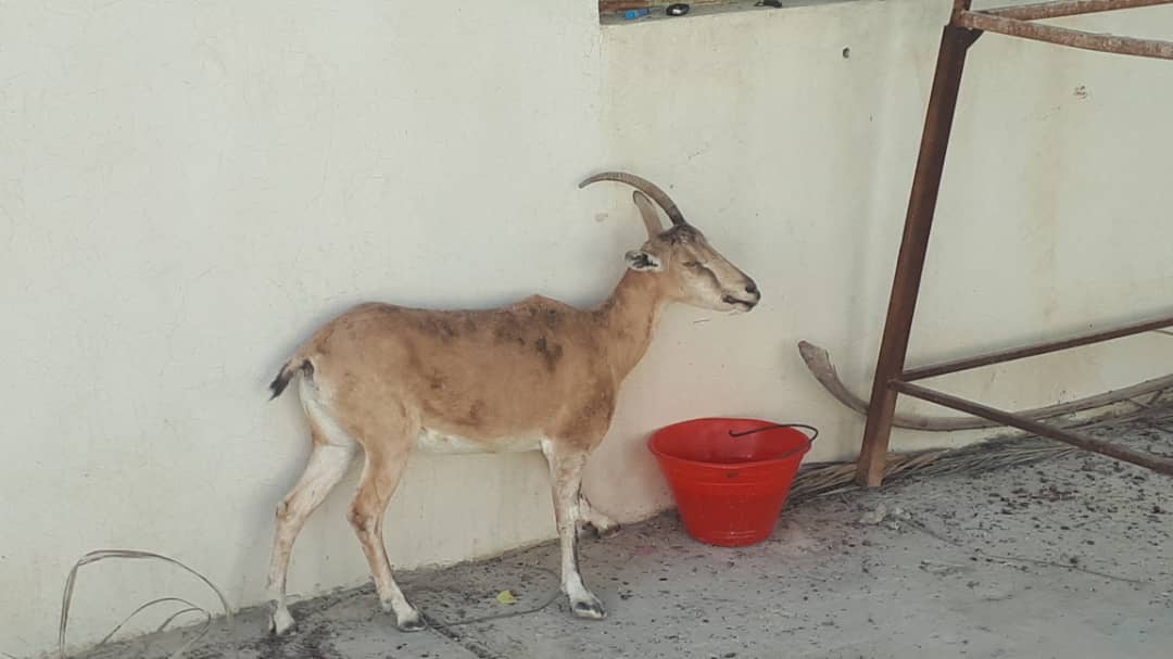 زخمی شدن یک راس بز وحشی توسط شکارچیان غیرمجادر شهرستان بستک