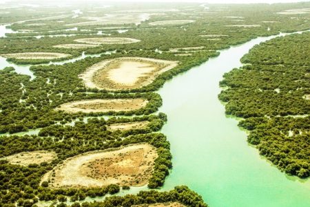 جنگل‌های حرّا سدی در برابر امواج و توفان‌ها
