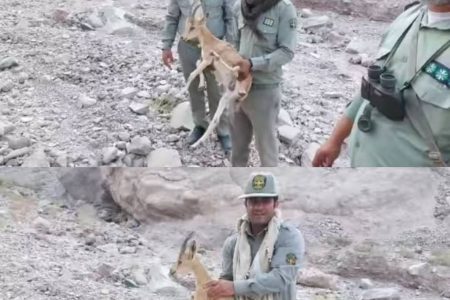 رهاسازی کل وحشی در زیستگاه خود درشهرستان بندرلنگه