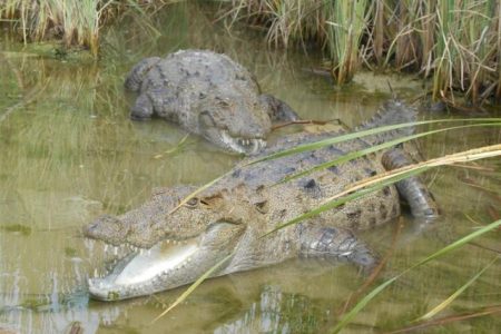 سیل‌زدگان بلوچستان مراقب حمله گاندوها باشند