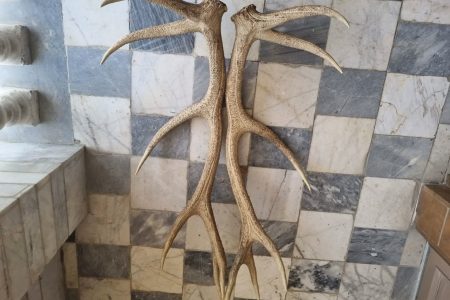 کشف وضبط یک جفت شاخ مرال از متخلف شکار و صید در بندرگز