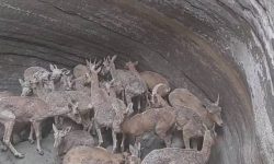 نجات ۲۳ رأس قوچ و میش وحشی در بندرلنگه توسط جوامع محلی