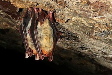 اشرف‌زاده: خفاش‌ها از کلیدی‌ترین گونه‌های حیات‌وحش در حفظ تعادل اکولوژیکی هستند