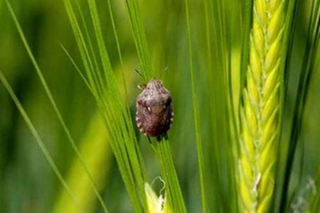 مبارزه با آفات و بیماری‌های گندم در سطح ۵۸۰ هزار هکتار/ کشاورزان به توصیه‌ سازمان حفظ نباتات برای مبارزه توجه کنند