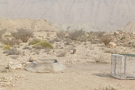 رهاسازی یک قلاده شغال در زیستگاه طبیعی شهرستان خمیر