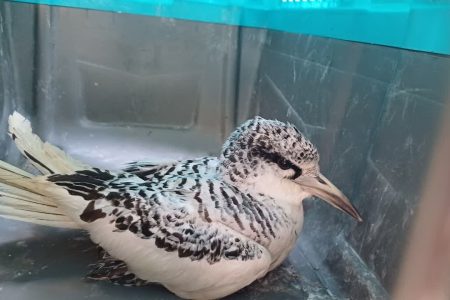 ثبت گونه کمیاب نوک سرخ دریایی در استان هرمزگان