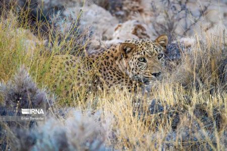 برای نخستین‌بار حضور پلنگ در منطقه «بزد» تربت‌جام مستندسازی شد+ فیلم