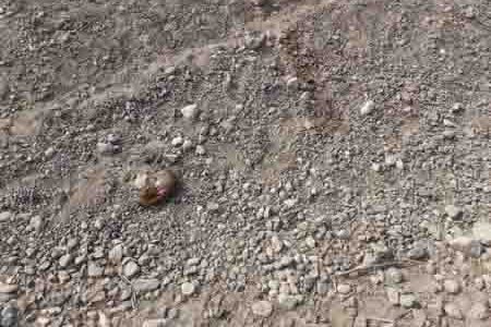 کشف لاشه یک رأس جبیر در میناب / متهم تحت تعقیب قضایی قرار گرفت