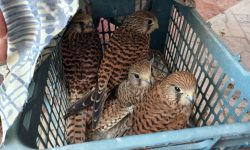 دستگیری متخلفان زنده‌گیری پرندگان شکاری در شهرستان جاسک