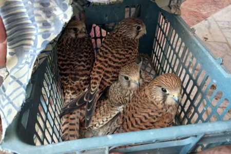 دستگیری متخلفان زنده‌گیری پرندگان شکاری در شهرستان جاسک