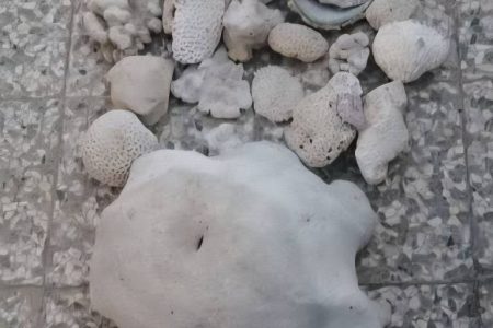 کشف و ضبط ۲۲ کیلوگرم مرجان در شهرستان قشم