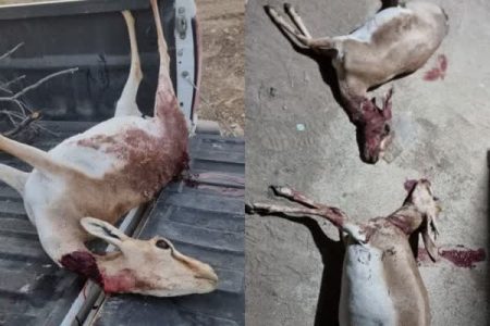 دستگیری شکارچیان متخلف آهو در حاشیه منطقه شکار ممنوع باغی