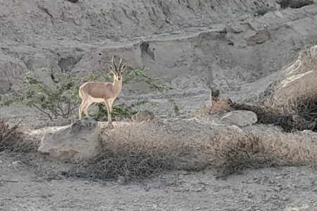 آغاز سرشماری پاییزه پستانداران (علفخواران وحشی) در استان هرمزگان