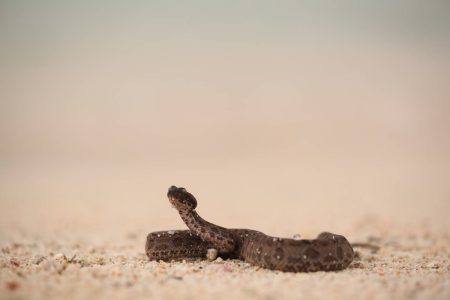 حضور مستند محیط‌زیستی «مارو» در بخش ملی چهاردهمین جشنواره فیلم و عکس اردیبهشت هرمزگان