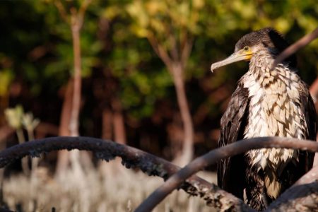 مستند «آذینی» در چهاردهمین جشنواره فیلم و عکس اردیبهشت هرمزگان موفق شد سه جایزه مهم این رویداد هنری را از آن خود کند و به‌عنوان یکی از آثار شاخص بخش مستند معرفی شود.