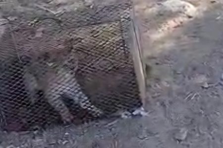 رهاسازی یک گربه‌وحشی در زیستگاه طبیعی بندرلنگه